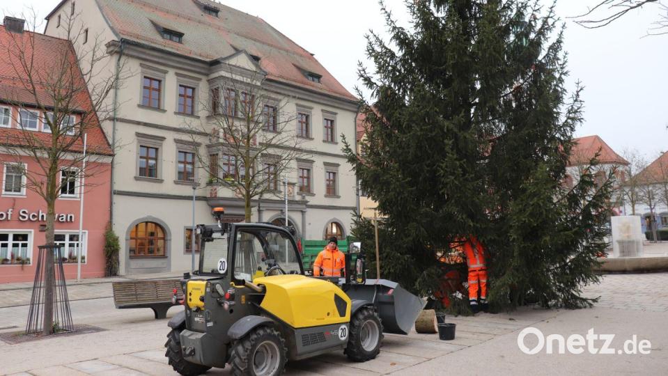 Geschafft: Der Tirschenreuther Christbaum steht seit Mittwochvormittag wieder vor dem Rathaus. Bild: Stadt Tirschenreuth/Mirko Streich/exb