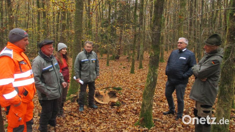 Im Rahmen einer Waldbegehung machen sich (von links) Wassermeister Stephan Lobinger, Forstdirektor Alwin Kleber, eine Mitarbeiterin vom AELF, Revierförster Hubert Amode, Bürgermeister Richard Tischler und Hubert Betz ein Bild vom Erfolg der Wiederaufforstung im Spitalwald. Bild: bnr