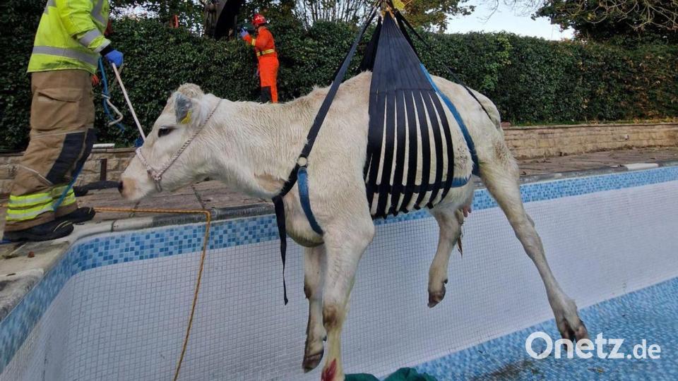 Mit einem Seilzug hievten die Einsatzkräfte das Tier aus dem Pool. Bild: -/Leicestershire Fire And Rescue Service/PA Media/dpa