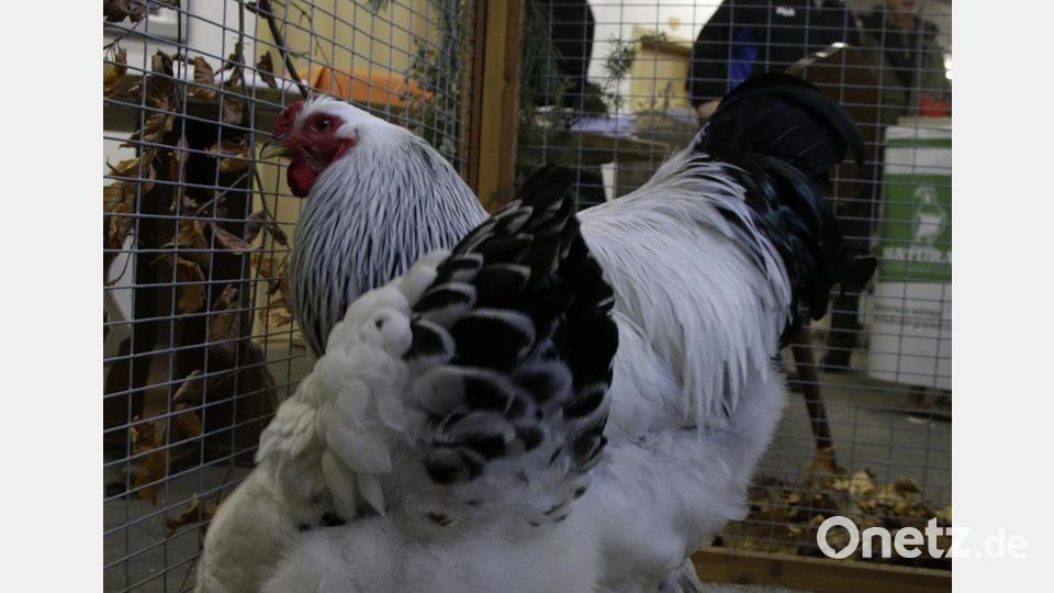 Die Schau für Rassegeflügel in Lengenfeld war sehr gut besucht. Bild: Michael Kernl /exb