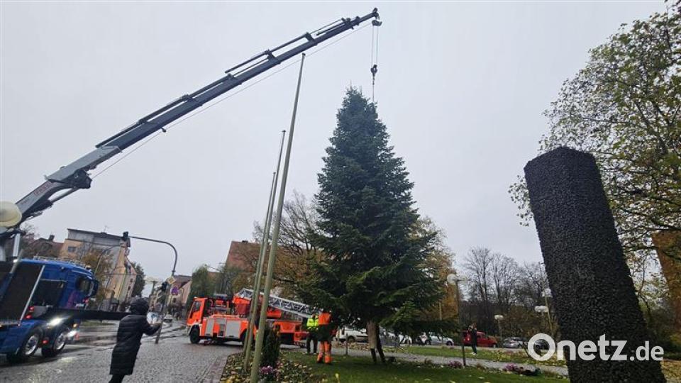 Nach einer knappen halben Stunde stand die Tanne vor dem Rathaus und ist jetzt bereit geschmückt zu werden. Bild: blf