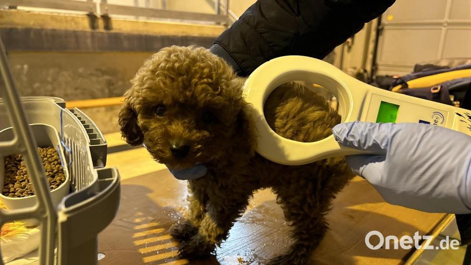 In einem Reisebus bei Furth im Wald fand die Polizei drei Hundewelpen. Bild: Polizeiinspektion Furth im Wald