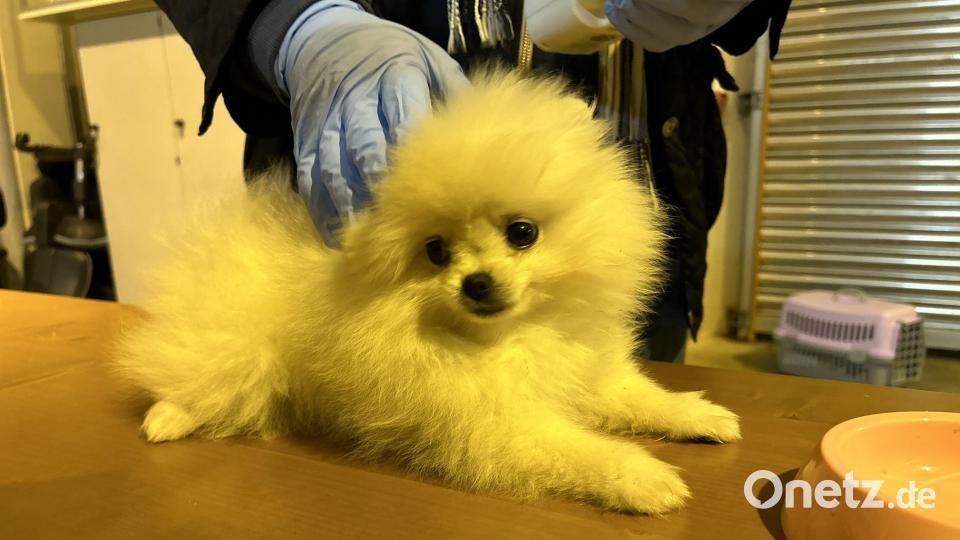 In einem Reisebus bei Furth im Wald fand die Polizei drei Hundewelpen. Bild: Polizeiinspektion Furth im Wald