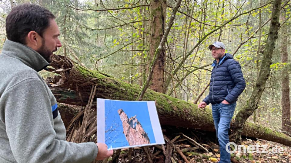 Revierförster Jörg Maderer (links) hat Waldbesitzer Wolfgang Steiniger geraten, Totholz ( im Hintergrund) und Biotopbäume für zwölf Jahre im Wald zu belassen. Bild: Armin Hofbauer/AELF Regensburg-Schwandorf/exb