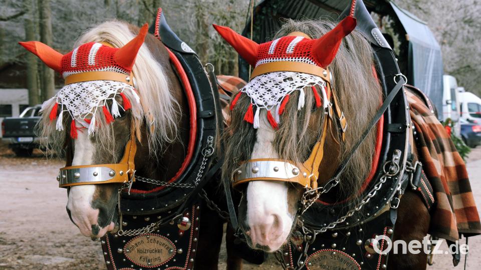 Zwei mächtige Kaltblüter ziehen die Kutsche durch den hoffentlich verschneiten Amberger Stadtwald. Bild: gf