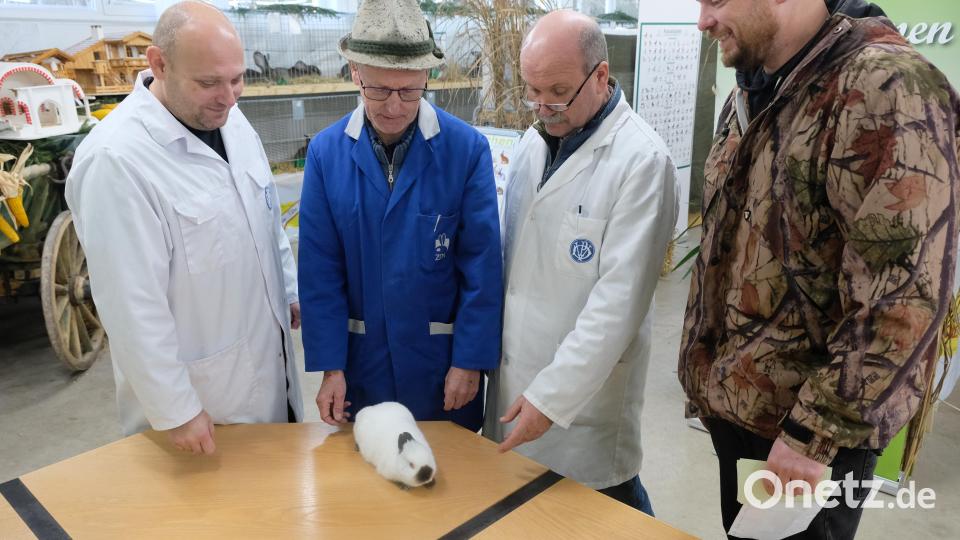 Die Preisrichter der Kreis- und Lokalschau waren sich einig: Auch viele Tiere der Kaninchenzüchter sind Spitze. Bild: do