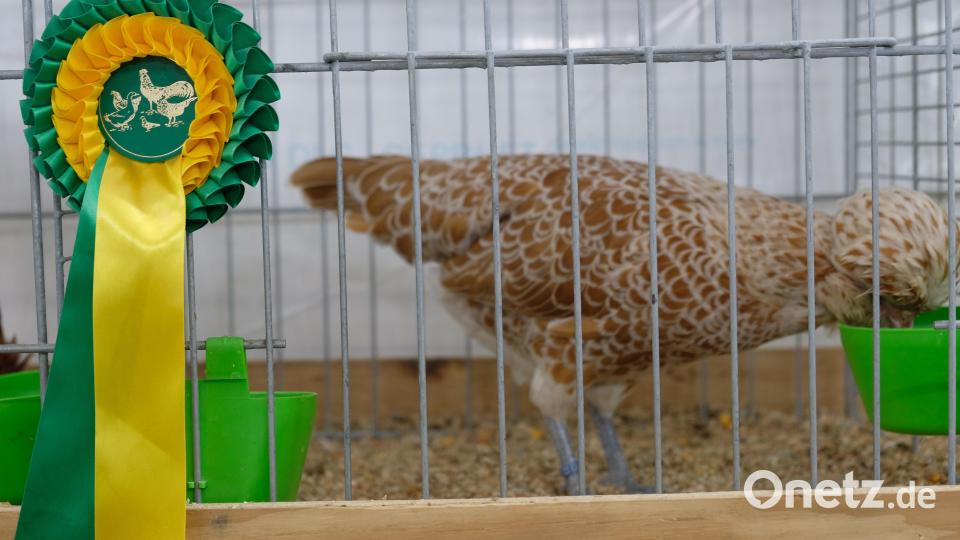 Die Krönung waren Benotungen der Preisrichter bis zur Traumnote &quot;vorzüglich&quot; und der Auszeichnung mit Landesverbandspreisen, wie zum Beispiel beim Hauben-Zwerghuhn Paduaner der Züchterin Annegret Kennel. Bild: do