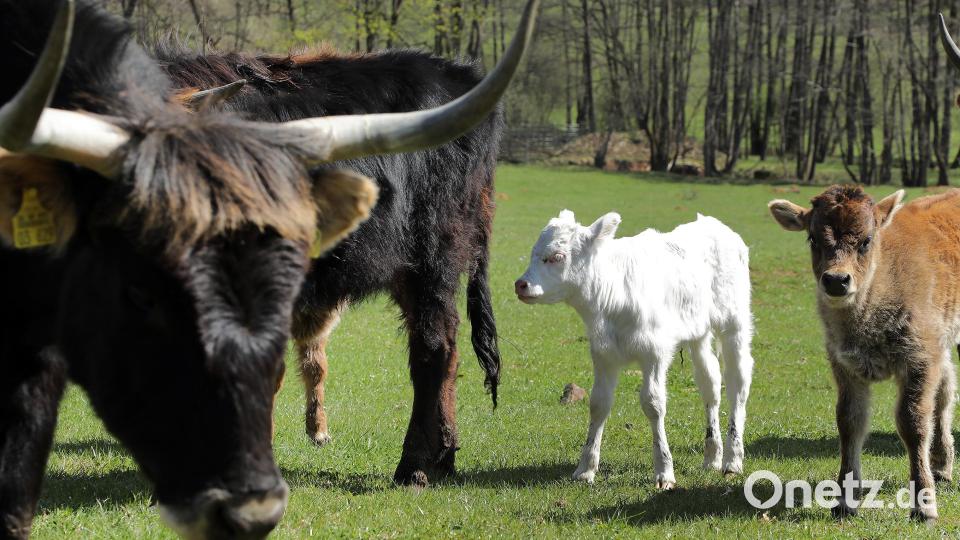 Das weiße Kalb ist momentan "die" Attraktion im Naturschutzgebiet Grubenfelder Leonie bei Auerbach. Kurz vor Ostern ist es zur Welt gekommen. Bild: Wolfgang Steinbacher