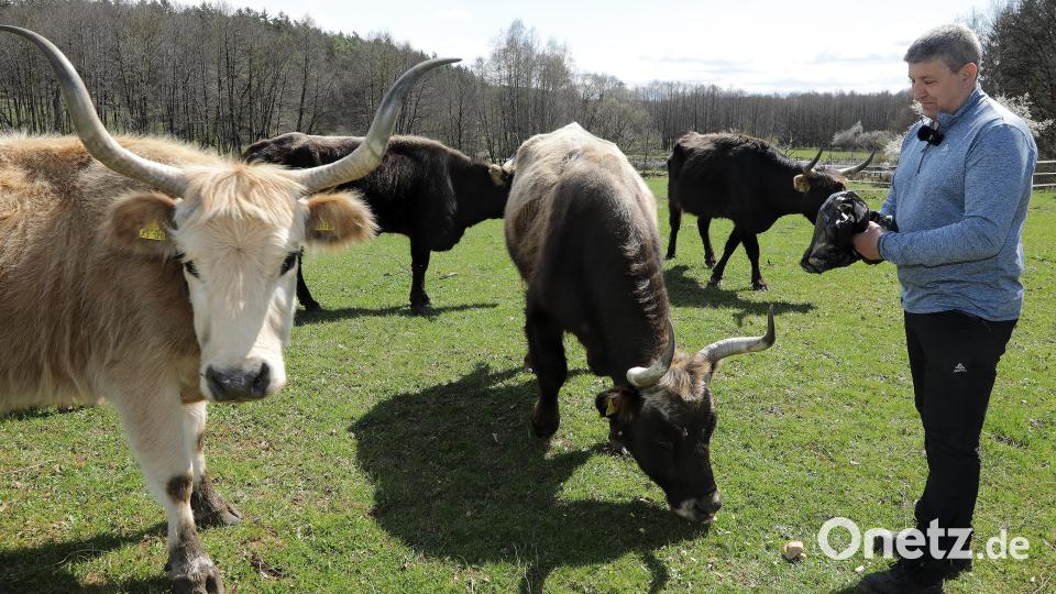 Wolfgang Wiesent ist einer der Betreuer, die sich um die Auerochsen in Degelsdorf kümmern. Gefüttert werden sie eigentlich nicht, für Oberpfalz-Medien macht Wiesent aber eine Ausnahme, damit die Tiere ein wenig näher kommen. Bild: Wolfgang Steinbacher
