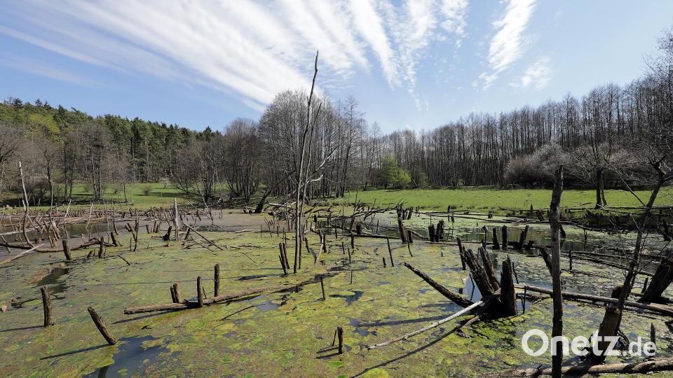 Natürlich sind die Heckrinder "die" Attraktion hier, aber die Grubenfelder Leonie sind auch sonst einen Ausflug wert – typisch für das ehemalige Bergwerk-Gelände sind die, meist wie hier, mit Wasser gefüllten Einsturztrichter. Bild: Wolfgang Steinbacher