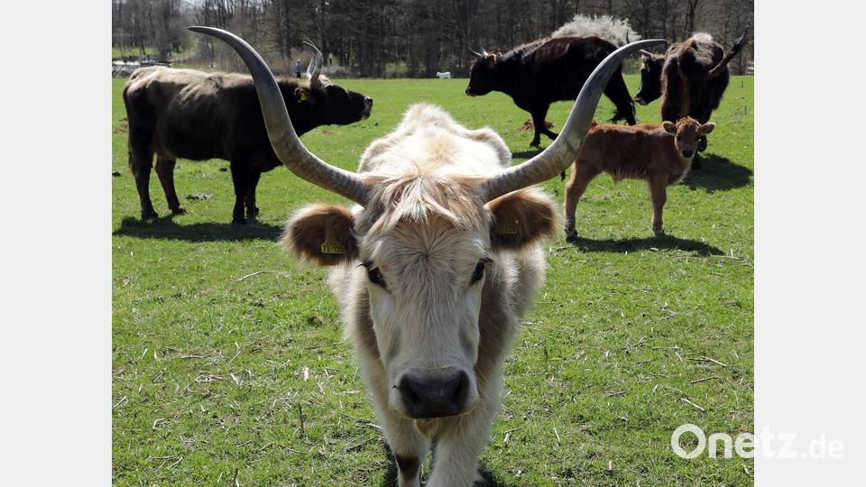 Hier kommt "Blondie", die ihren Namen wegen ihres hellen Fells hat. Abgesehen von ihr und Leitstier "Wolle" haben die Auerbacher Rinder aber keine Namen. Bild: Wolfgang Steinbacher