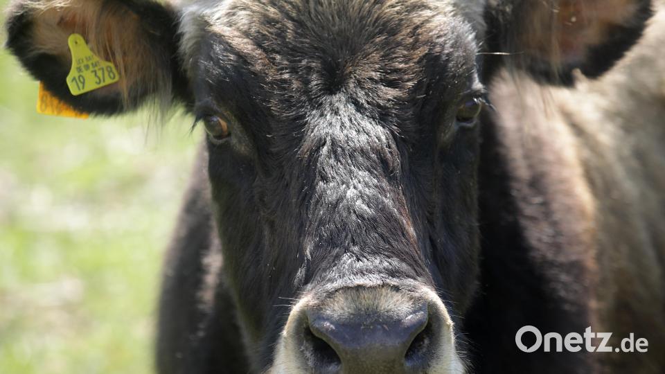 So nah sollte man den Heckrinden nicht kommen. Ein Kamera-Objektiv mit langer Brennweite macht's in diesem Fall möglich. Bild: Wolfgang Steinbacher