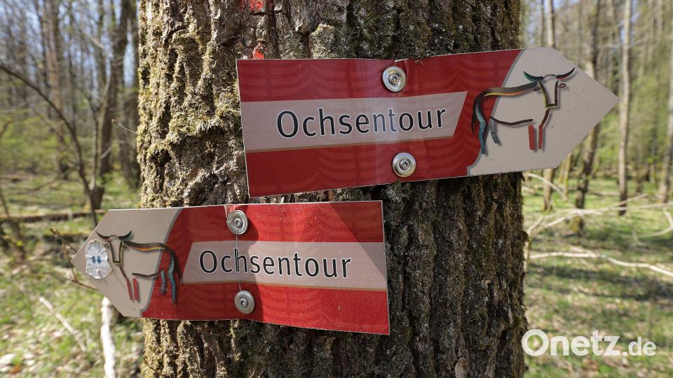 Die Heckrinder haben "ihren" eigenen Wanderweg: Die rot-weiß markierte Ochsentour führt an ihren Weideflächen vorbei. Bild: Wolfgang Steinbacher