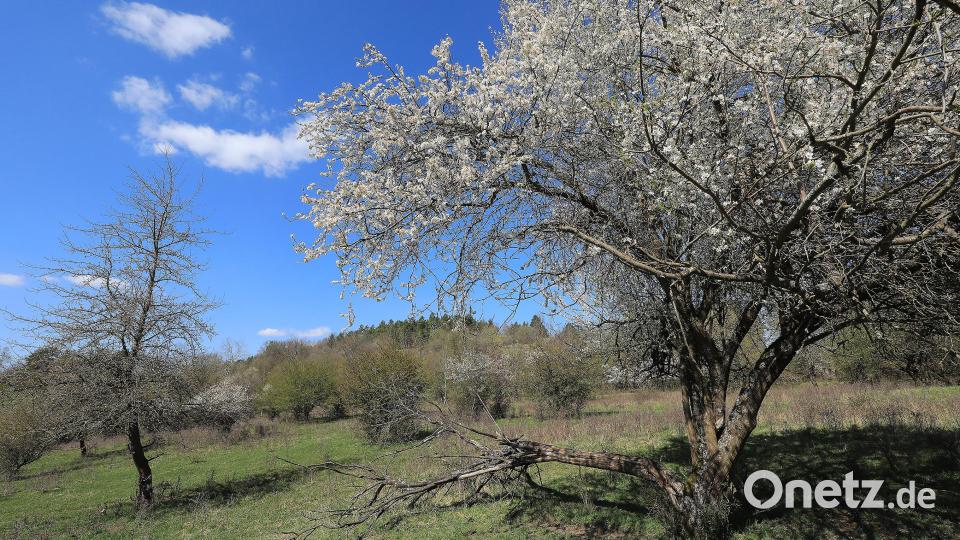 Momentan setzen die ersten Blüten Farbtupfer im Naturschutzgebiet Grubenfelder Leonie. Bild: Wolfgang Steinbacher