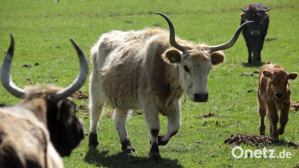 Nachwuchs bekommt die Heckrinder-Herde jedes Jahr. Heuer sind schon acht Kälber zur Welt gekommen. Die sind normalerweise hellbraun. Bild: Wolfgang Steinbacher