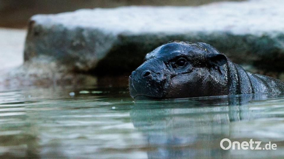 Das kleine Zwergflusspferd kann mittlerweile auch im großen Wasserbecken schwimmen. Bild: Carsten Koall/dpa