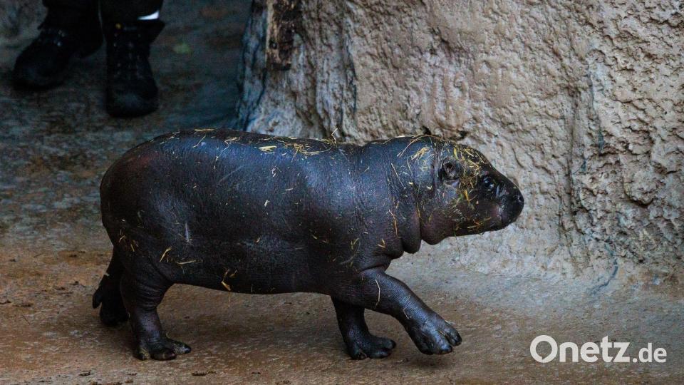 Toni isst am liebsten Erdnüsse. Bild: Carsten Koall/dpa