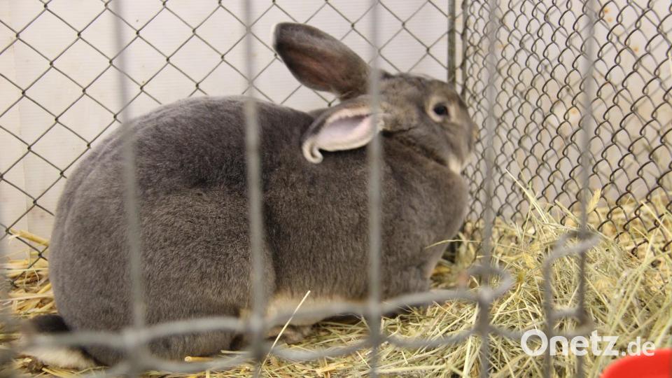 65 Kaninchen und 178 Geflügeltiere waren in der Gemeinschaftsschau zu sehen. Die besten Zuchtergebnisse wurden prämiert. Bild: prh
