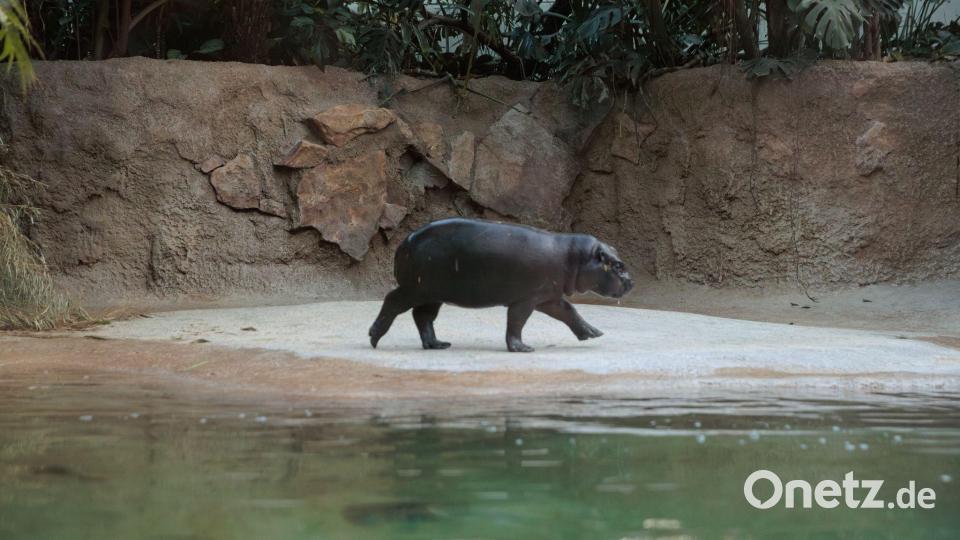Zwergflusspferde sind gar nicht so schleimig, wie man denkt, sagt Tonis neuer Tiepfleger. Bild: Carsten Koall/dpa