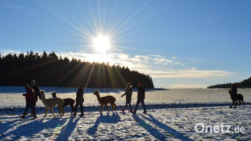 In Kirchenthumbach kannst du mit Alpakas wandern Bild: Thumbachquelle