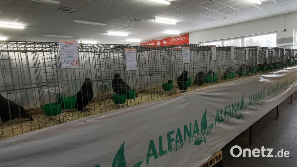 Die Show-Racer-Tauben präsentieren sich. In ihrer Haltung wirken die Tiere stolz. Bild: gz