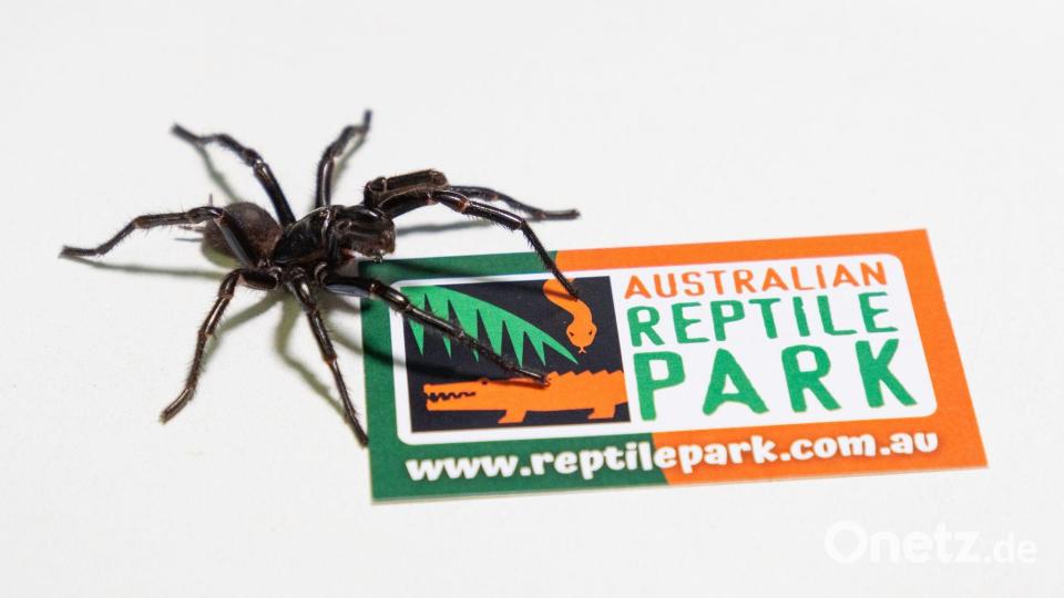 Im Australian Reptile Park werden die Männchen zur Herstellung eines Gegengifts gemolken. Bild: Caitlin Vine/Australian Reptile Park/dpa