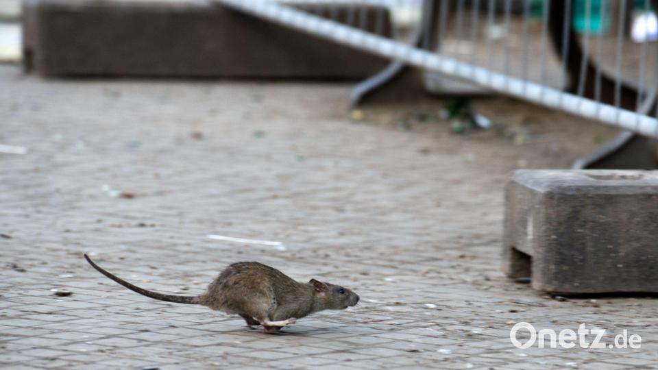 Mehrere Verbände warnen vor Rattenplagen in Deutschland. (Archivbild) Bild: Bernd von Jutrczenka/dpa