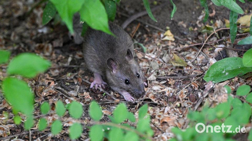 Viele Menschen haben Angst vor Ratten. (Archivbild) Bild: Jens Kalaene/dpa