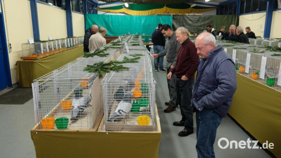 Die Brieftauben-Ausstellung der Reisevereinigung Pegnitz in der Halle des Kleintierzuchtvereins Speinshart/Tremmersdorf stieß auf ein bemerkenswertes Interesse Bild: Robert Dotzauer