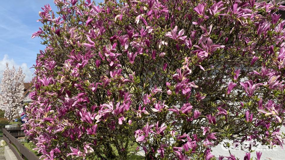 Magnolien im eigenen Garten sind zur Blütezeit richtige Prachtexemplare. Bild: dob