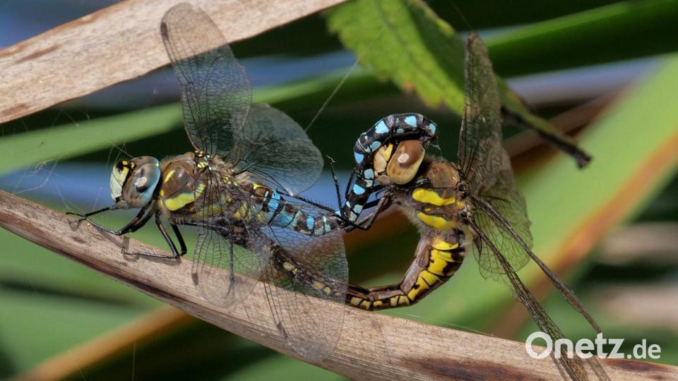 Herbstmosaikjungfern bei der Paarung. Bild: Thomas Stock/exb