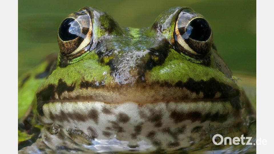 Ein Kleiner Wasserfrosch lugt neugierig aus dem Teich. Bild: Thomas Stock/exb