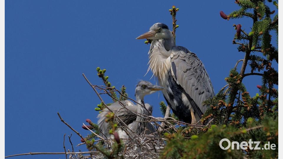 Ein Graureiher mit seinem Nachwuchs. Bild: Thomas Stock/exb