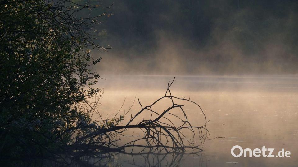 Thomas Stocks neueste Naturdokumentation beschäftigt sich mit einem Fischteich im Naturpark Nördlicher Oberpfälzer Wald. Bild: Thomas Stock/exb