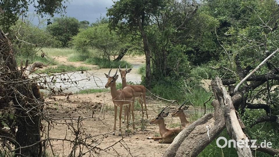 Die Tiere im Nationalpark zählen nur ganz am Rande zu den bewegenden Erlebnissen der zwölftägigen Reise. Bild: Pfarrei Nabburg/exb