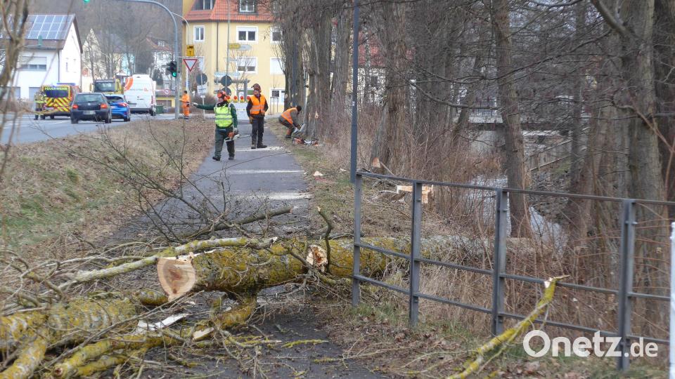 Am Montagvormittag sind entlang der Mühlbühlstraße acht Pappeln gefällt worden. Während der Arbeiten war die Straße immer wieder zeitweise komplett gesperrt. Bild: tss