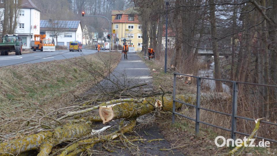 Am Montagvormittag sind entlang der Mühlbühlstraße acht Pappeln gefällt worden. Während der Arbeiten war die Straße immer wieder zeitweise komplett gesperrt. Bild: tss