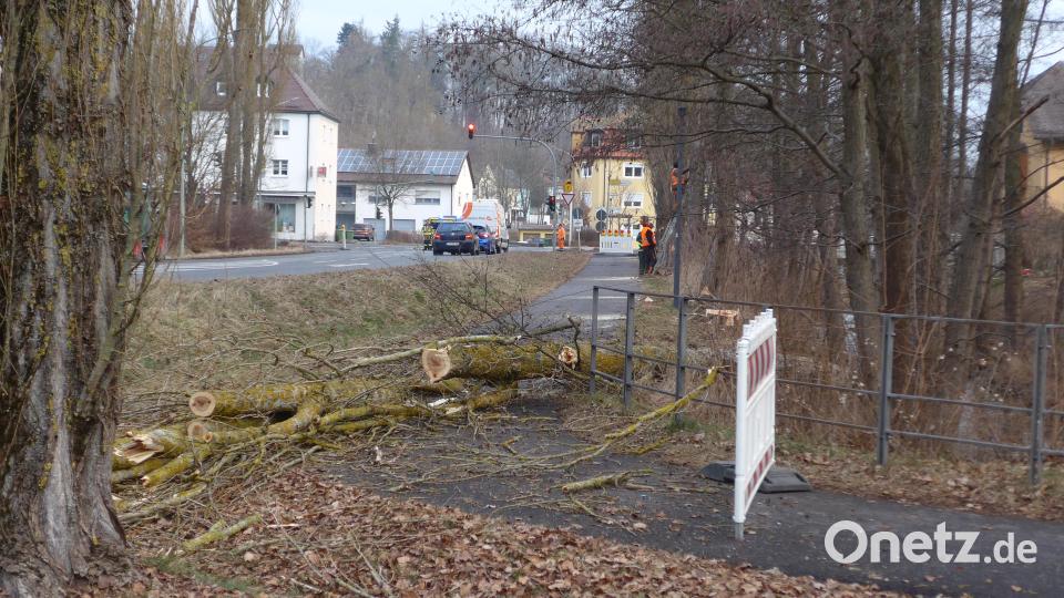Am Montagvormittag sind entlang der Mühlbühlstraße acht Pappeln gefällt worden. Während der Arbeiten war die Straße immer wieder zeitweise komplett gesperrt. Bild: tss