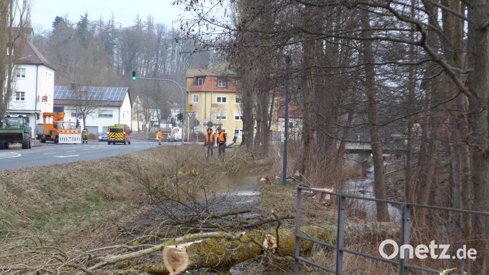 Am Montagvormittag sind entlang der Mühlbühlstraße acht Pappeln gefällt worden. Während der Arbeiten war die Straße immer wieder zeitweise komplett gesperrt. Bild: tss