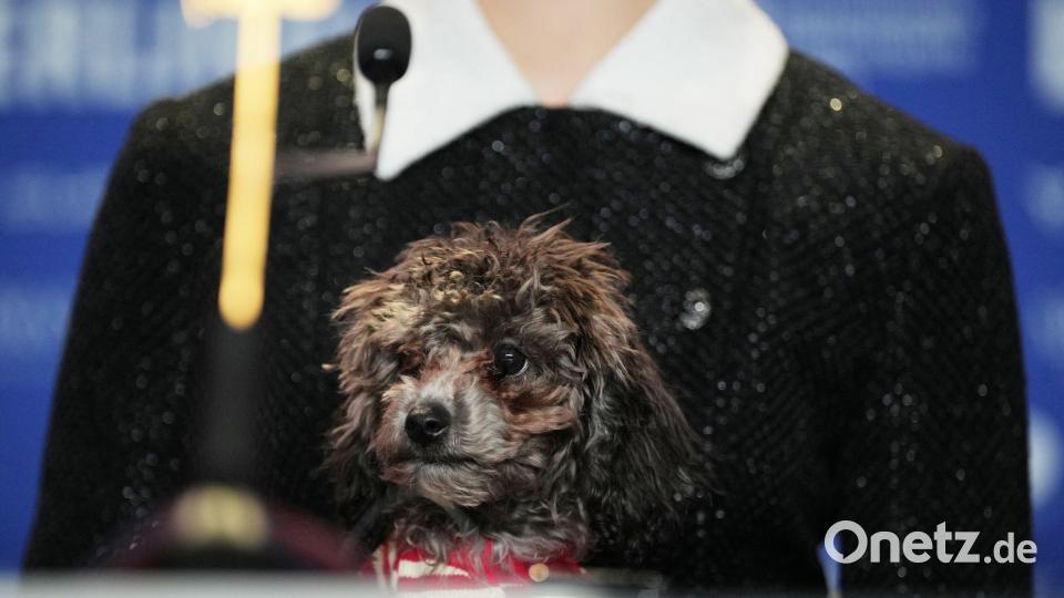 Margaret Qualleys Hund heißt Smokey. Bild: Sören Stache/dpa