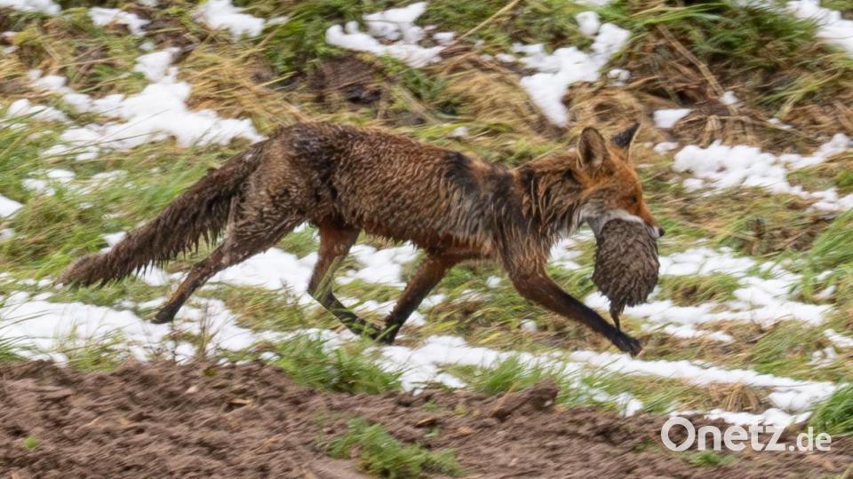 Fuchs mit Nachwuchs. Bei drohender Gefahr werden die Welpen in eine andere Höhle gebracht. Bild: Norbert Vetter