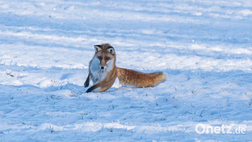 Wo ist sie denn jetzt? Bild: Norbert Vetter
