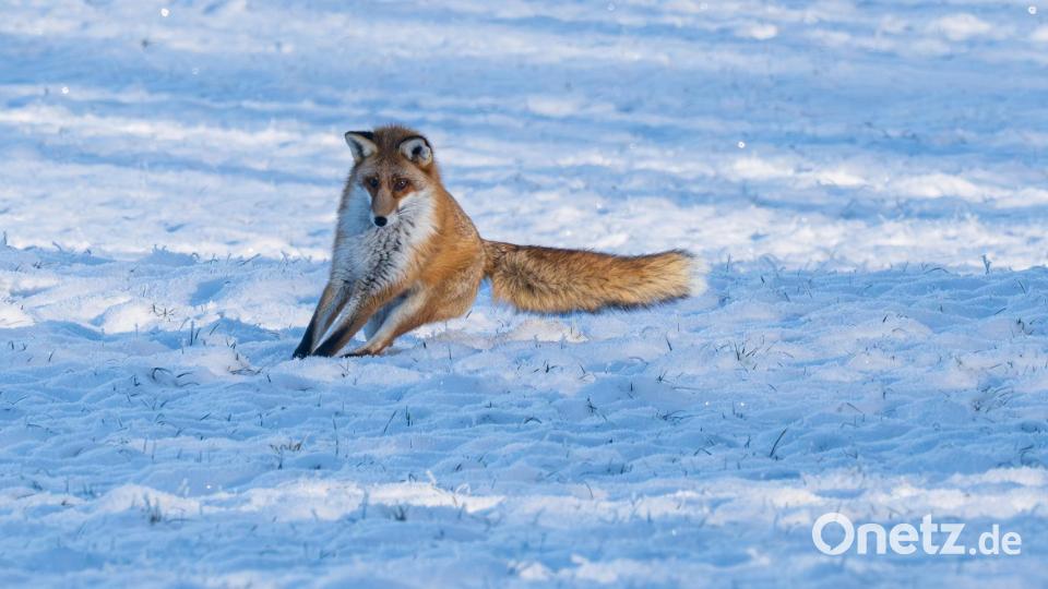 Hey, gerade war sie doch noch da! Bild: Norbert Vetter