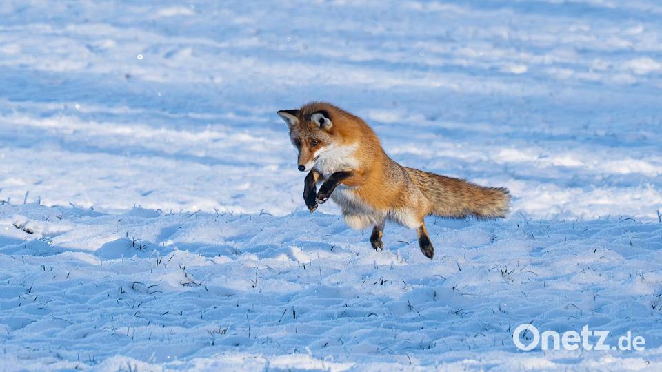 Jaaa...eine Maus...und was für eine dicke!!! Bild: Norbert Vetter