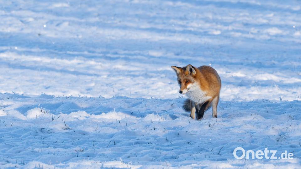 Halt, da ist doch was...vielleicht eine Maus, die unter der Schneedecke auf Nahrungssuche ist? Bild: Norbert Vetter