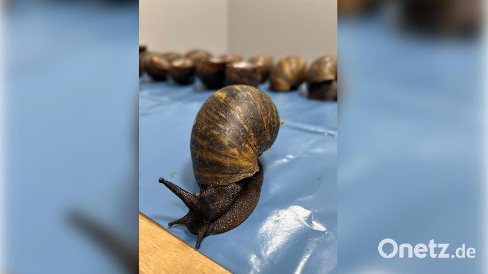 Ein Reisender hatte am Flughafen Nürnberg mehrere Riesenschnecken im Gepäck. Bild: Zoll