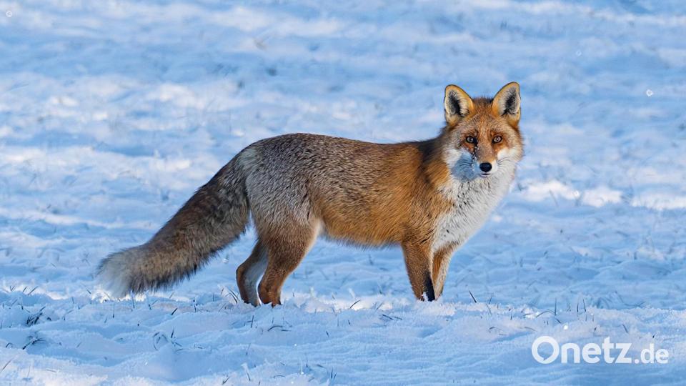 Mist! Hat mich da wohl jemand beobachtet bei meiner mißlungenen Jagd? Bild: Norbert Vetter