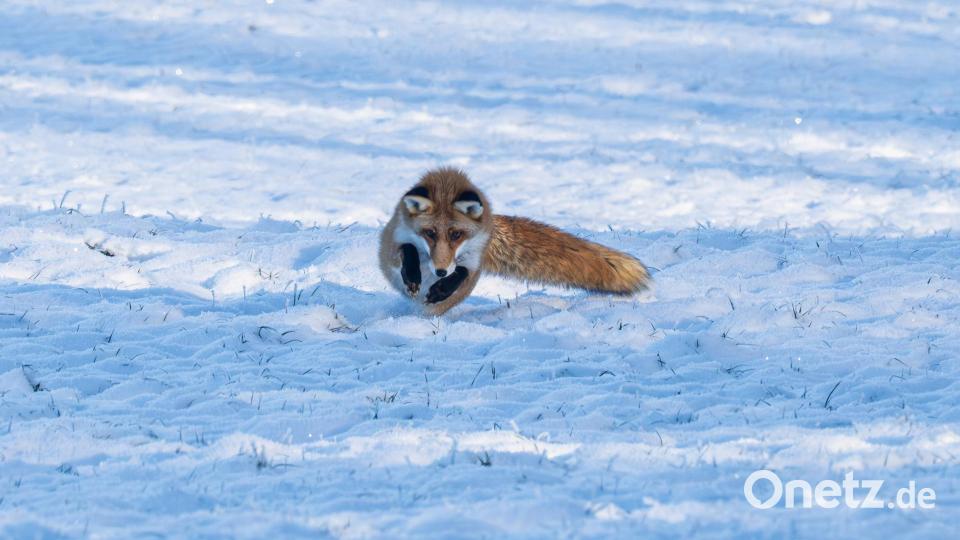 Da, da, da ist sie...jetzt ein kurzer Spurt und ich habe sie! Bild: Norbert Vetter