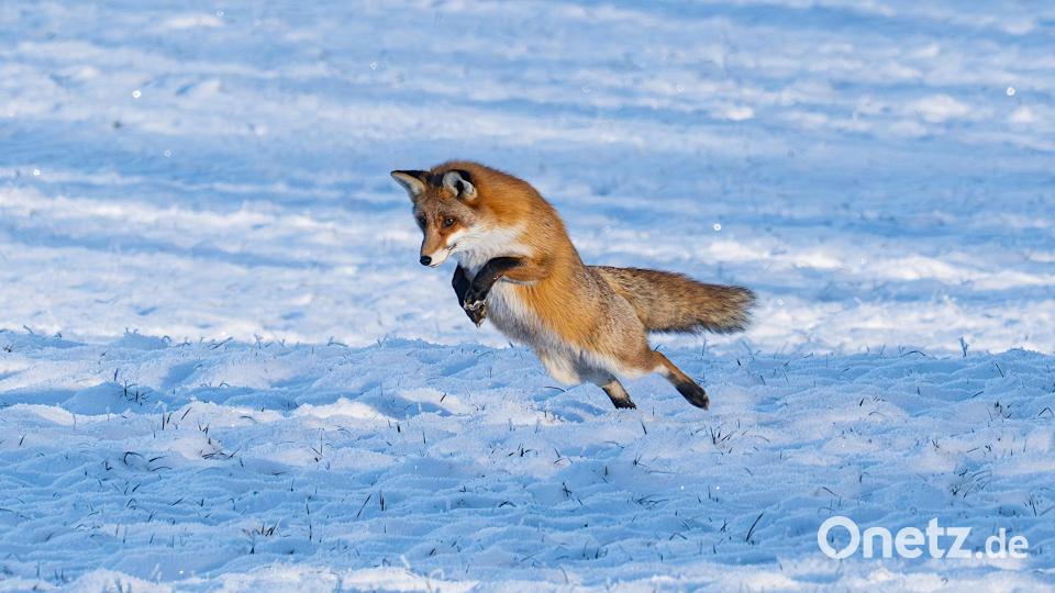 Ein gezielter Sprung.... Bild: Norbert Vetter