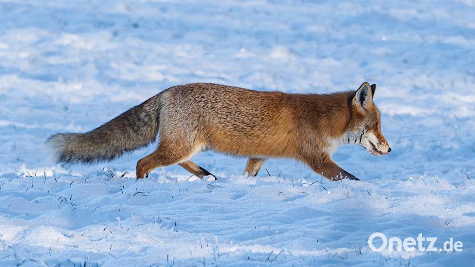 Egal, weiter geht's. Hunger...Hunger...Hunger... Bild: Norbert Vetter